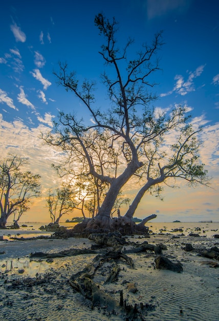 prachtige zonsopgangsfeer op het strand met mangrovebomen langs de kust
