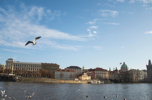 Prague city in beautiful blue sky day seen from Vltava river with seagull flying