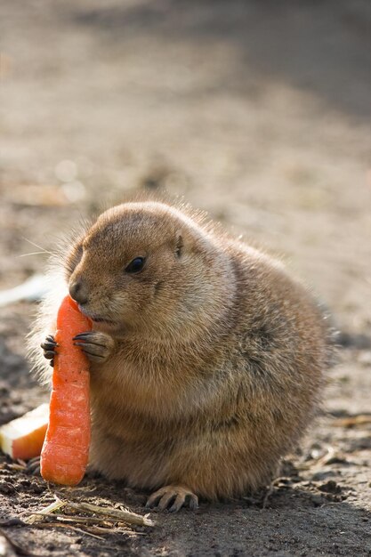 Photo prairie dog eating carot