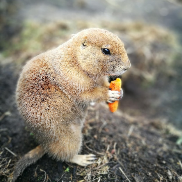 Photo prairie dog on field