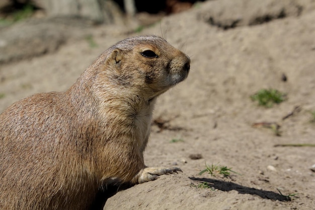 A prairie dog looks at the camera.