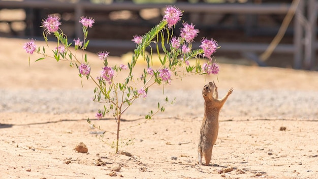 Prairie Dog Stands Tall Hind Legs Reaching for Wildflower