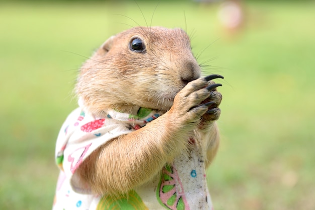 Photo prairie dog