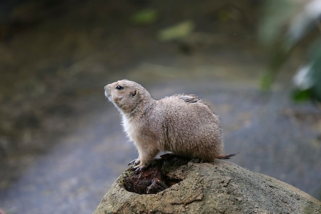 Prairie hond op de rots