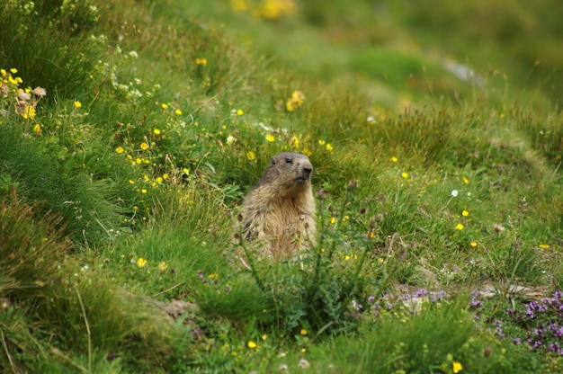 Prairie hond zit op het veld