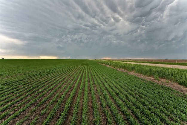 Photo prairie storm clouds mammatus