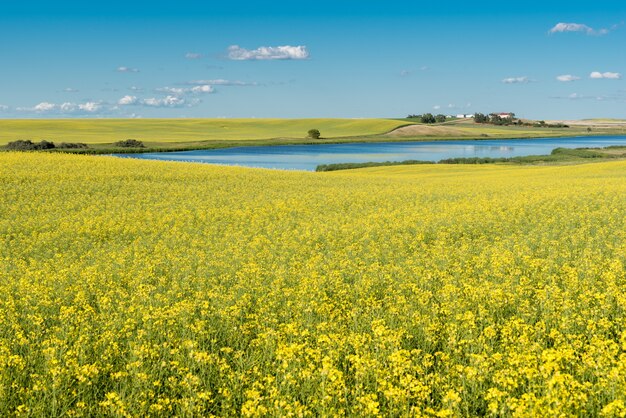 Prairie vijver en tuin op een heuvel omgeven door een koolzaad veld in bloei