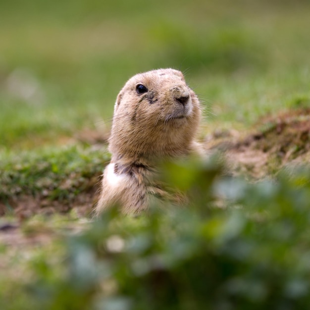 Prairiehond Cynomys ludovicianus met zwarte staart