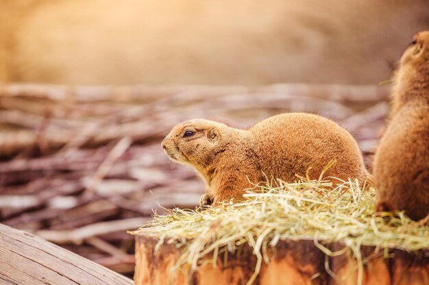 Prairiehond in de dierentuin zomertijd