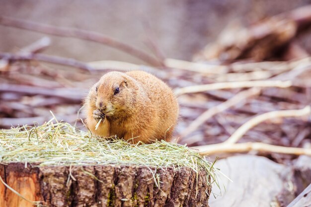 Prairiehond in de dierentuin zomertijd