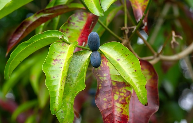 プラナジワ（Euchresta horsfieldii）、西ヌサテンガラとバリ島で知られている薬用植物。選択されたフォーカス。