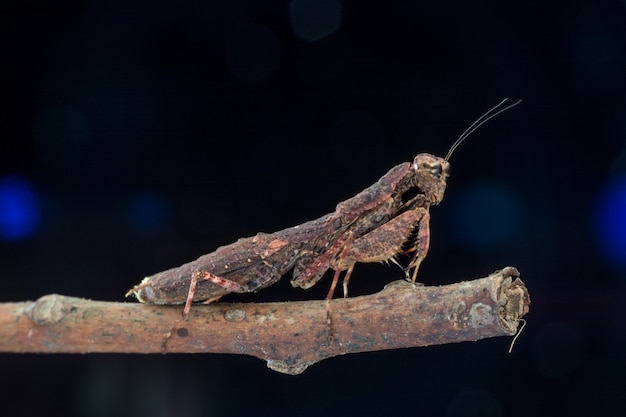 사마귀 갈색 종 louva-a-deus (Mantodea) 자연 매크로