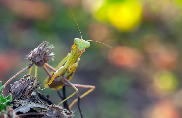 Praying mantis on the bush