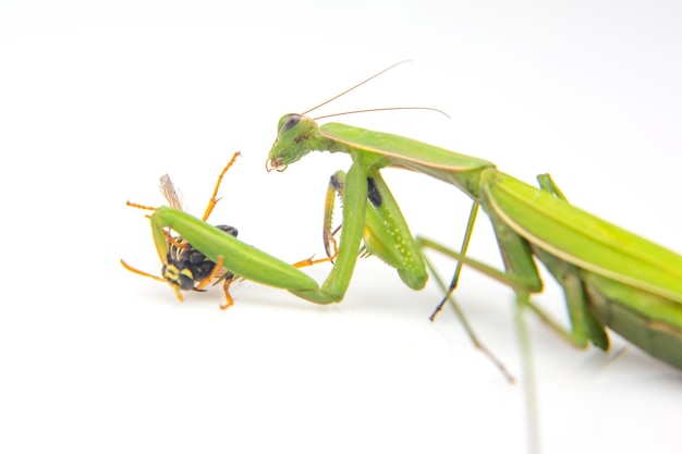 기도 마티스는  바탕에서 먹이를 위해 벌레를 잡았다. 곤충의 세계에서 사냥