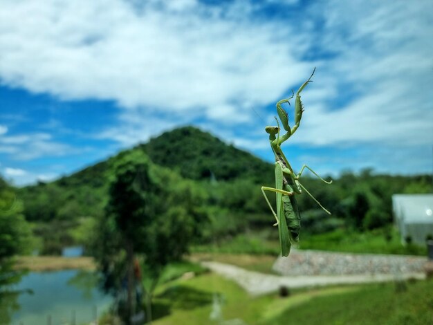 The praying mantis on the clear glass and blurred background the perspective behind the clear glass