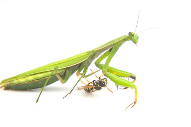 Praying mantis is fighting a wasp closeup on a white background Hunting in the world of insects Prey for eating insects