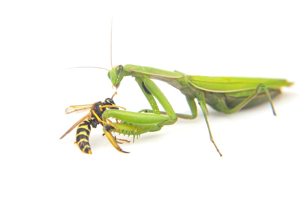 Praying mantis is fighting a wasp closeup on a white background Hunting in the world of insects Prey for eating insects