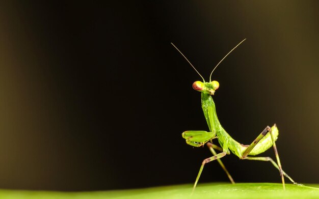 Photo a praying mantis is standing on a leaf