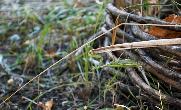 A praying mantis is on a stick in the grass.