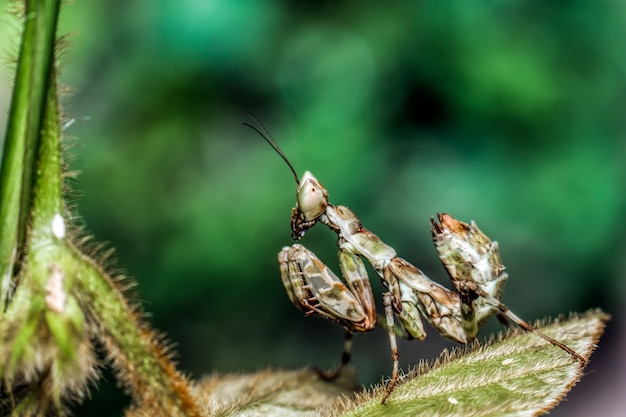 Praying mantis on a leaf outdoors