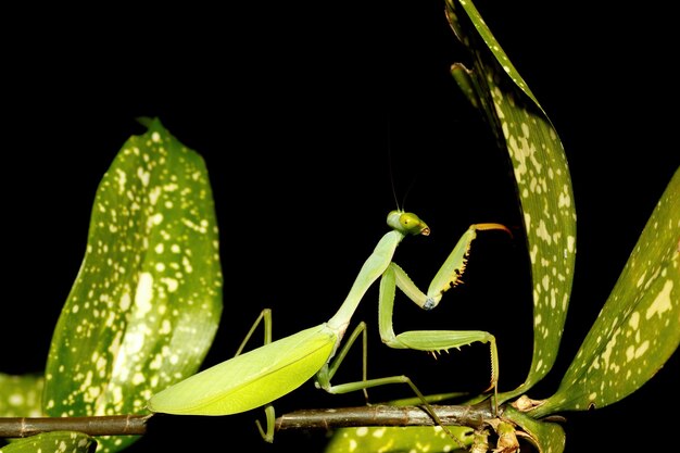 Photo praying mantis on leaf sulawesi indonesia