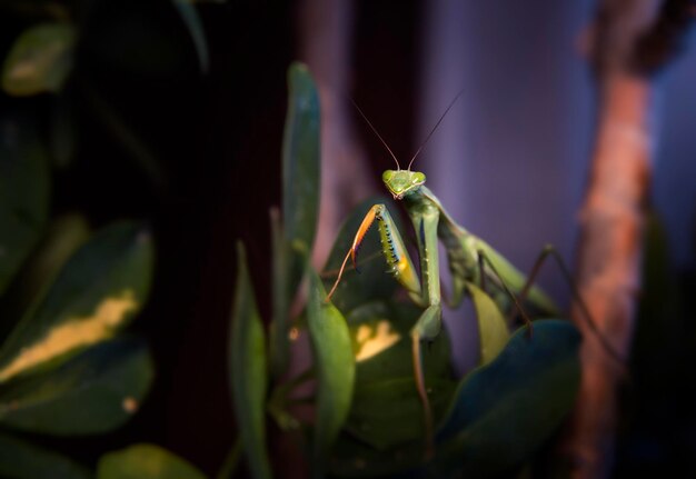 Praying mantis on leaves of plant looking at camera