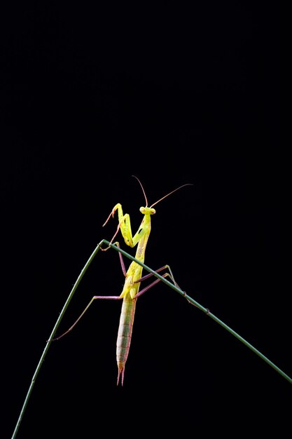 Foto mantis religiosa in preghiera su sfondo nero