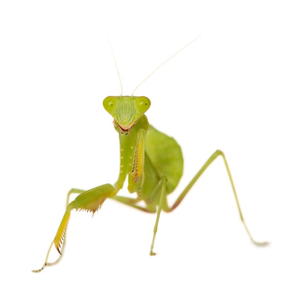 Praying mantis - Mantis religiosa isolated