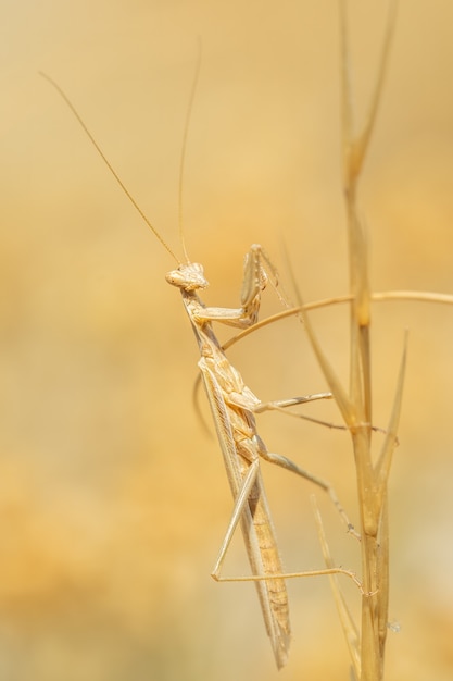 岩の上に座って狩りをするカマキリ（Mantis religiosa）