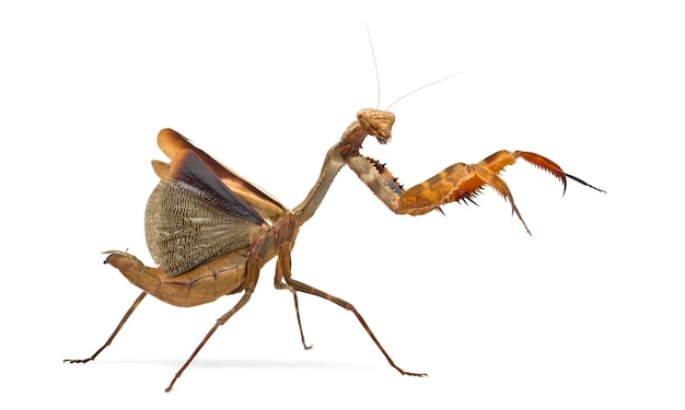 Praying mantis - Parasphendale sp Giant - isolated on white