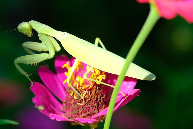 紫色のジニアの花にとまるカマキリ。カマキリは昆虫の仲間です。マントデア。