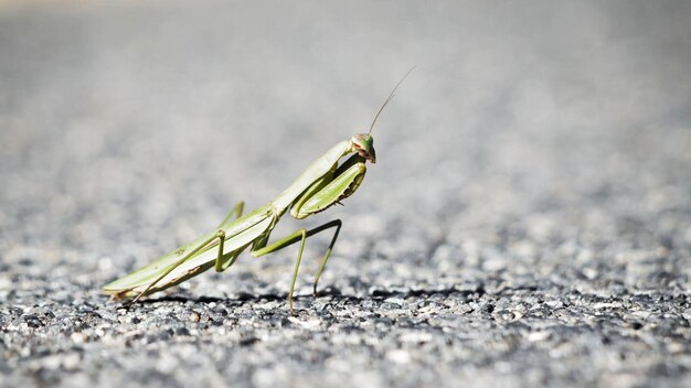 A praying mantis on a road