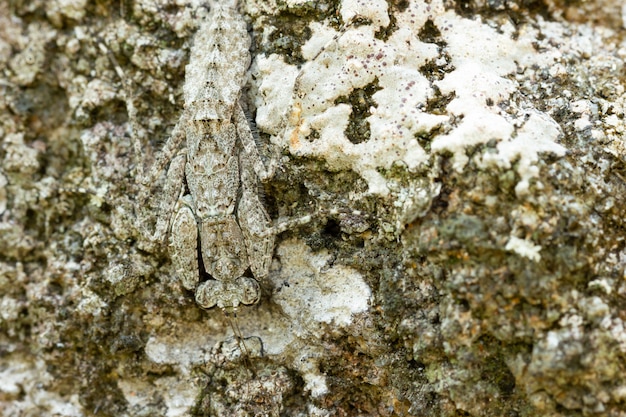 Photo praying mantis on the rock in tropical forest. mantis disguise or camouflage as a stone. closeup and copy space.