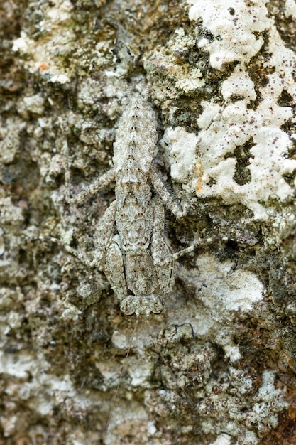 Praying Mantis on the rock in tropical forest.