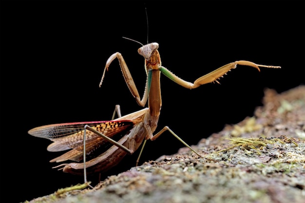 A praying mantis sits on a log with a black background.