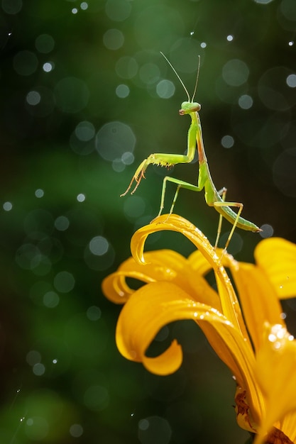 A praying mantis sits on a yellow flower.