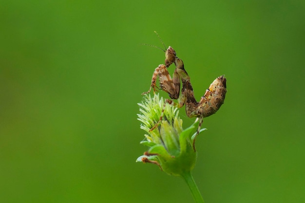 Foto praying mantis seduto su un fiore macro foto