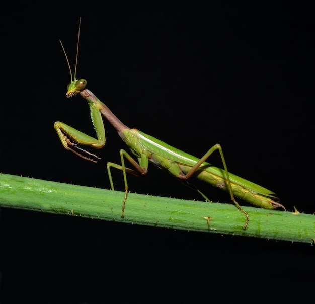 Praying mantis on the stem