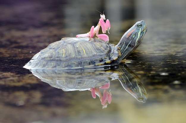 praying mantis on turtle head