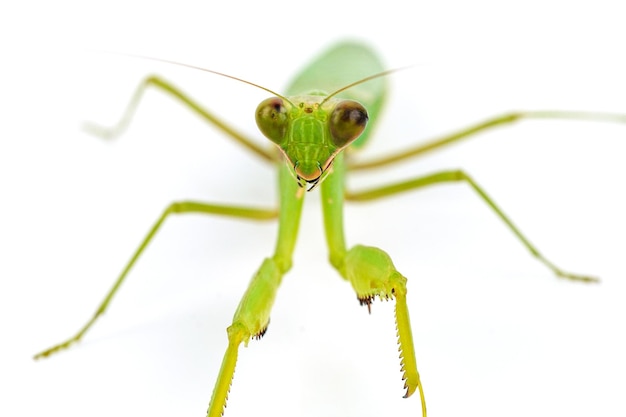 白い背景の上のカマキリを祈る