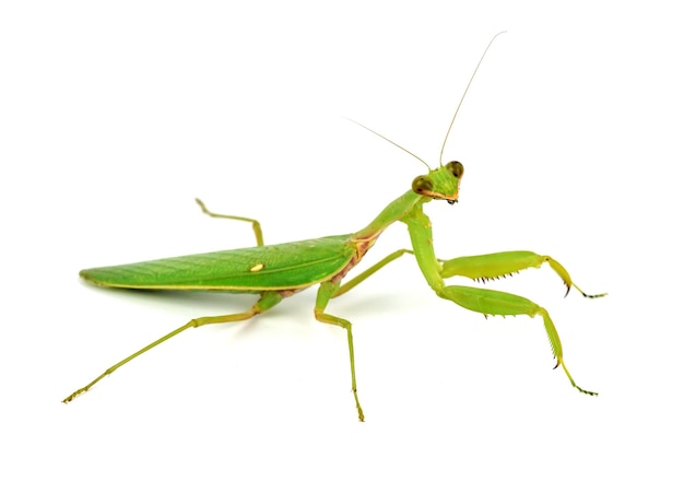 Praying mantis on white background