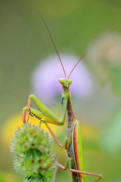 praying mantis