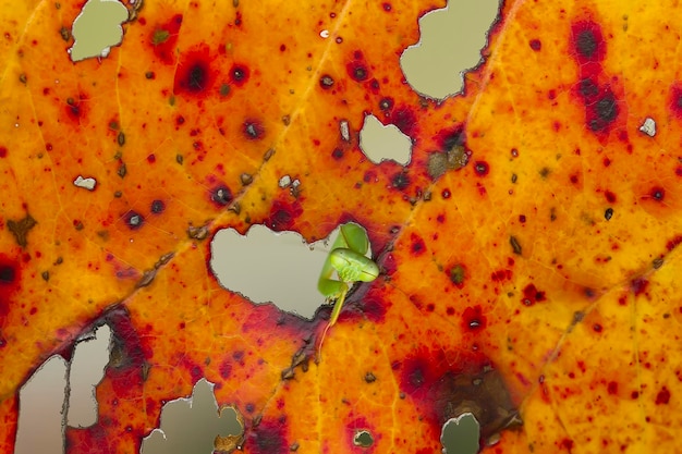 Praying mantish on leaves