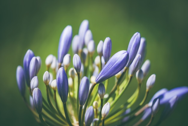 アフリカのユリの開花前の花