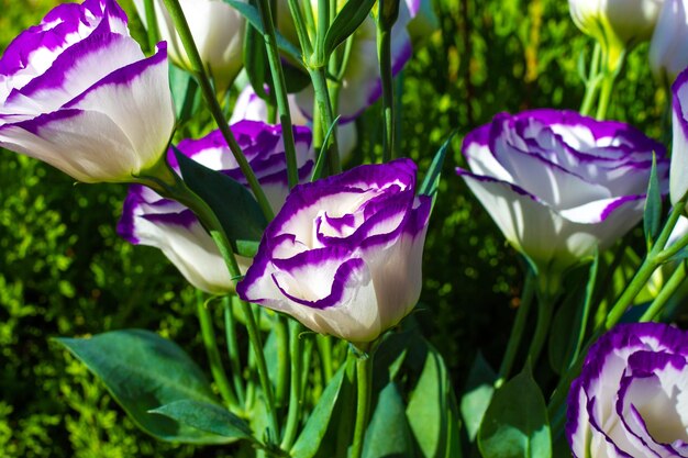 Photo preciosa flor lisianthus eustoma o rosa japonesa o china