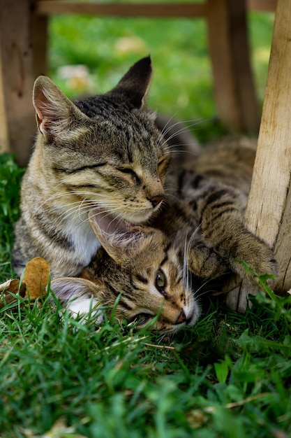 Precious cats lying on the grass one is asleep hugging a smaller one with an intense feline gaze