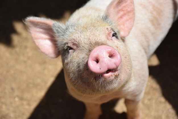 Precious Cute Pink Pig Looking Up with Mouth Partially Open