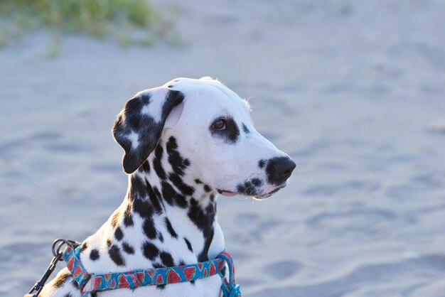 写真 警戒 し て いる 貴重 な ダルマタ の 子犬