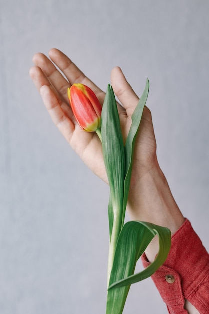 Precious red tulips in a womans hand european woman florist prepares a bouquet of tulips for a