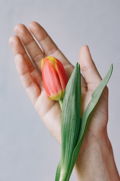 Precious red tulips in a womans hand european woman florist prepares a bouquet of tulips for a